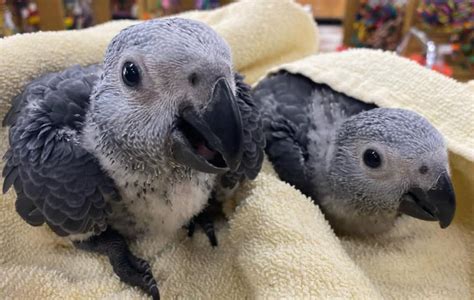 female african grey parrot for sale|baby african grey parrot for sale near me.